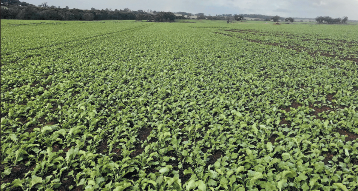 One of best crop germinations ever for Fowlers - DKSH Agrisolutions